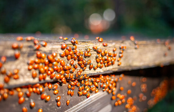 Bunches of ladybugs