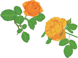 オレンジ色と黄色のバラ