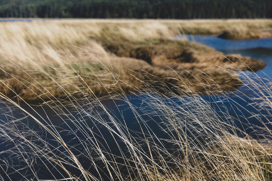 Marsh grasses along intertidal estuary