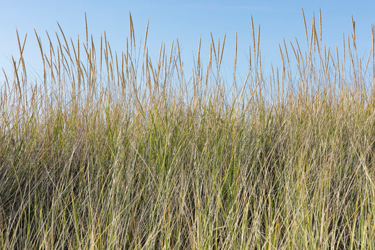 Seagrasses in autumn