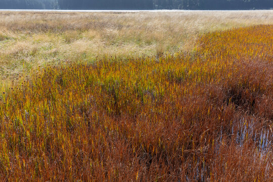 Field of marsh grasses in intertidal esturay