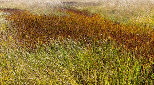 Field of marsh grasses in intertidal esturay
