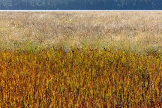 Field of marsh grasses in intertidal esturay