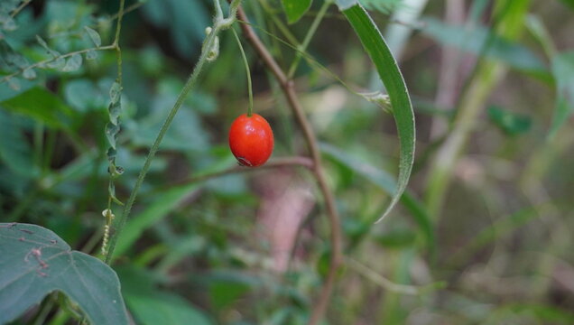 single red berry or white bryony or asparagus dauricus