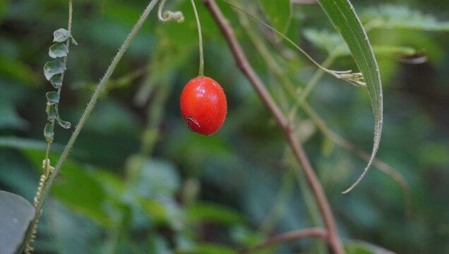 single red berry or white bryony or asparagus dauricus