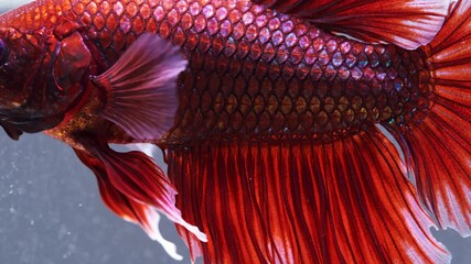 Close Up of Red Betta Fish Swimming, Exotic Pet