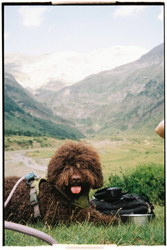 Film photo of a dog enjoying a mountain landscape in nature