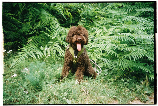 Film photo of a happy dog sitting among green ferns outdoors