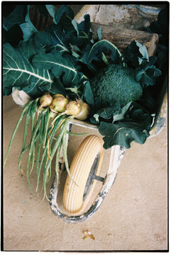 Film photo of fresh vegetables in a wheelbarrow at a garden