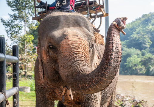 Asian elephant (Elephas maximus) living in wildlife conservation area in Chiang Rai province of Thailand.