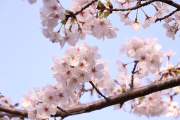 Fototapeta premium さくらの花