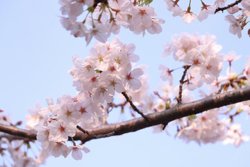 Obraz premium さくらの花