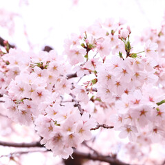 Obraz premium さくらの花