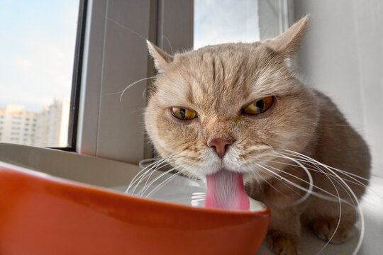 Grumpy British Shorthair Cat Drinking Water from Bowl on Windowsill