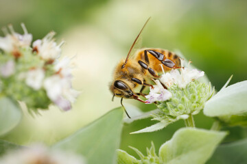 Honey Bee on Mountian Mint