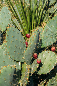 Prickly Pear Cactus San Antonio, Texas