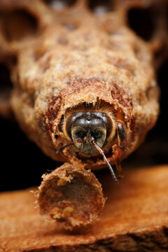 Emerging Queen
