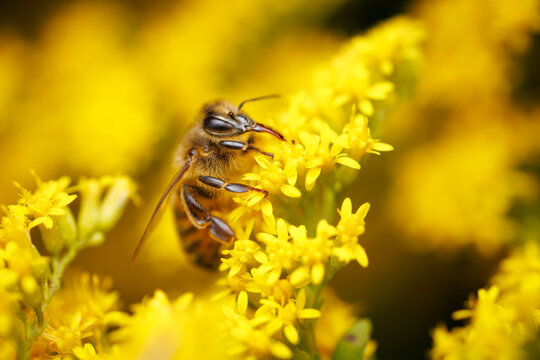Honey Bee