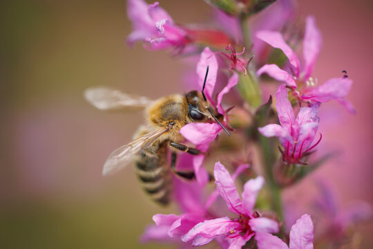 Honey Bee on Purple Loosestrife Flower