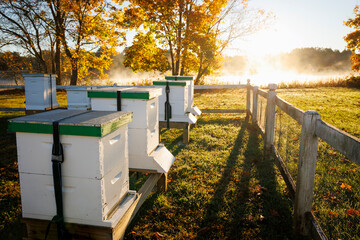 Apiary in the Fall