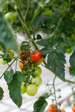 A cluster of vibrant tomatoes 