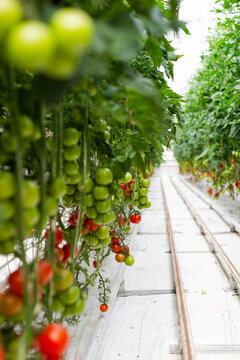 Rows of vibrant tomatoes thriving in a warm Icelandic greenhouse