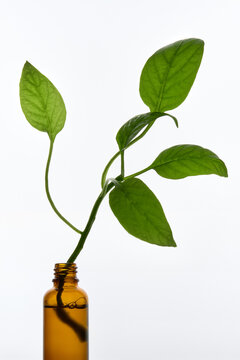 Still Life with Green Leaves in Amber Glass Dropper Bottle.