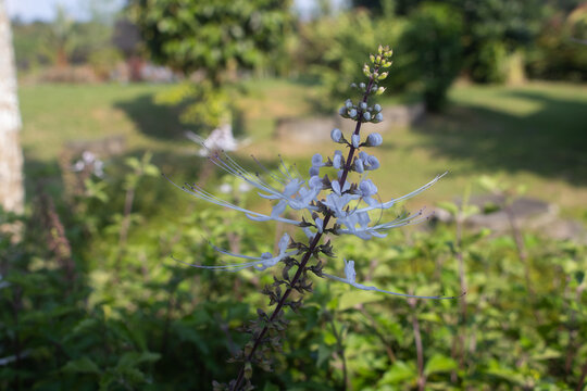 Orthosiphon aristatus, commonly known as cat's whiskers or Java tea