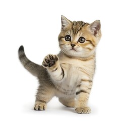 Obraz premium Playful tabby kitten raising paw on white background cute brown striped cat standing and looking up curious young feline
