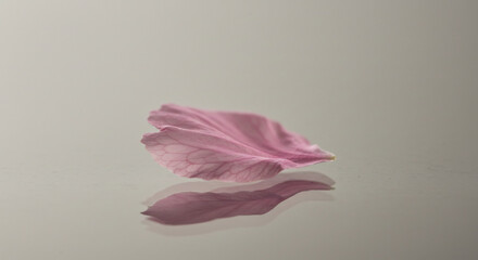 Ein zartes rosa Bl�tenblatt liegt sanft beleuchtet auf reflektierendem Untergrund ruhig und �sthetisch arrangiert. AI Generated