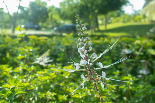 Orthosiphon aristatus, commonly known as cat's whiskers or Java tea