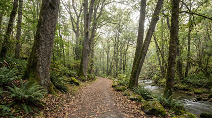 Obraz premium Peaceful forest pathway surrounded by tall trees with soft diffused light, representing nature, relaxation, and outdoor exploration.