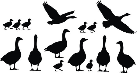 Black silhouette of geese and goslings collection, flying goose, farm birds set, gaggle of geese isolated on white background, waterfowl vector illustration © MdAzizulHaque