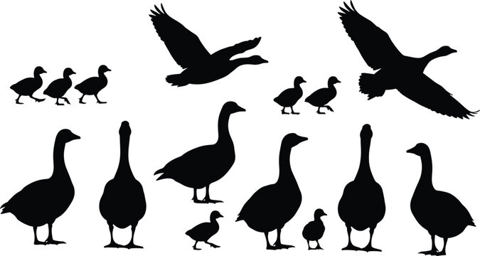 Black silhouette of geese and goslings collection, flying goose, farm birds set, gaggle of geese isolated on white background, waterfowl vector illustration