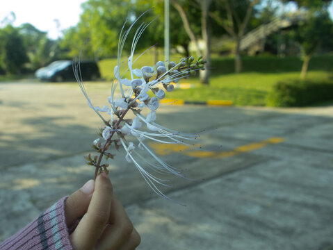 Orthosiphon aristatus, commonly known as cat's whiskers or Java tea
