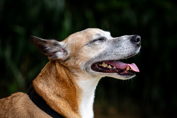Relaxed dog portrait in nature with calm expression