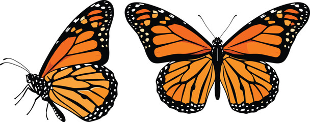 Detailed, Monarch, Butterfly, Illustration, Set, featuring, Side, and, Top, Views, with, Vibrant, Orange, Wings, Isolated, on, White, Background, for, Nature, Design © Itz Majbahuil Here