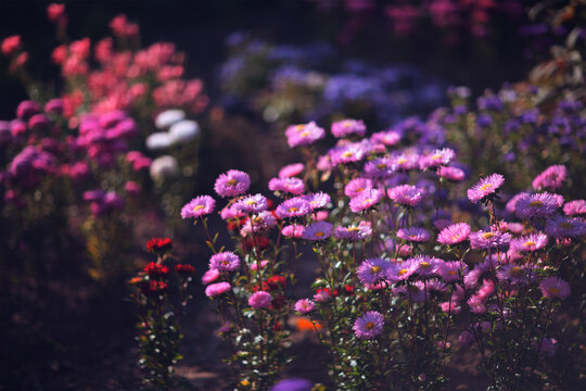 Summer nature flower