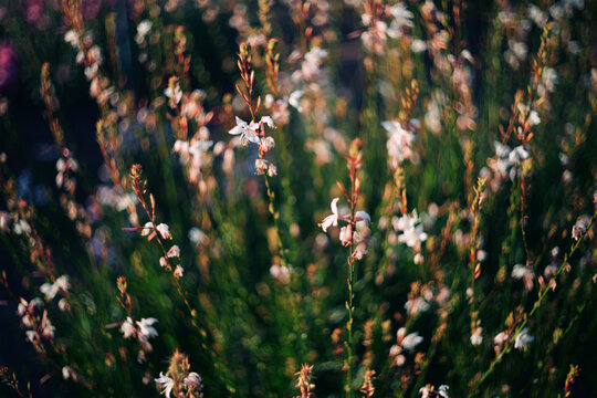 Summer nature flower