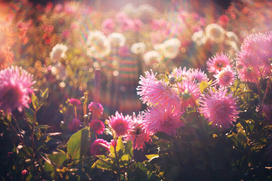 Summer nature flower
