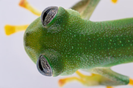 glassfrog skin