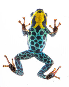 colorful poison dart frog