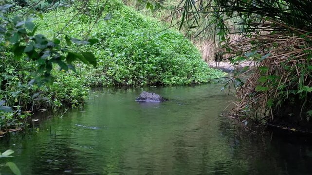 the river in the forest, Java, Indonesia, South East Asia
