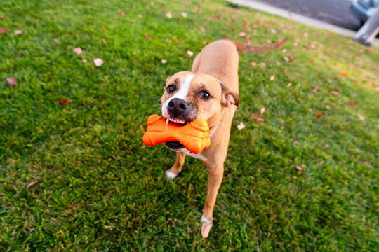 dog playing toy 