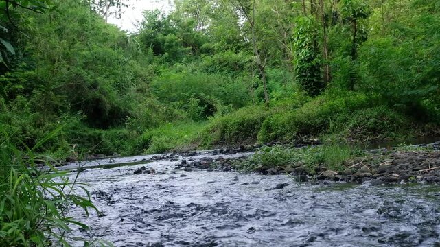 river in the forest, Java, Indonesia, South East Asia