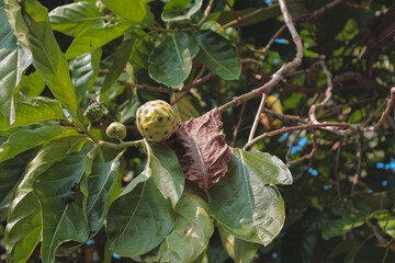 Fototapeta premium Noni fruit growing on tree branch with lush green leaves in natural sunlight, showcasing tropical plant for healthy lifestyle concept.