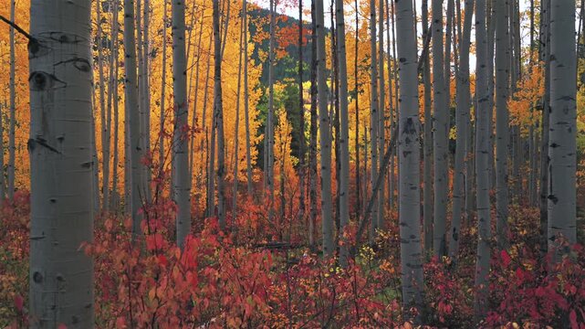 Minturn Vail Colorado Rocky Mountains dense colorful Autumn fall aspen trees grove forest aerial drone cloudy morning Crested Butte Kebler Pass Telluride Aspen Snowmass Breckenridge backwards motion