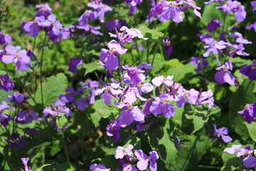 A flower field in spring.