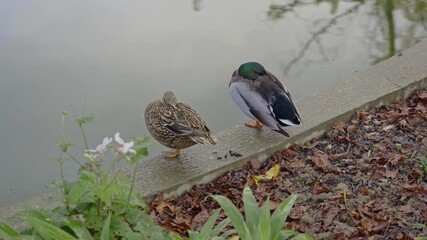 Static close wildlife shot frames mallard duck pair male iridescent green head female mottled brown plumage resting on organic leaf litter bank waterside natural behaviour observation pond ecosystem.​