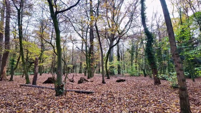 Slow motion FPV shot of Bois de Vincennes 12th arrondissement Paris reveals urban deciduous forest biome dominated oak Quercus robur beech Fagus sylvatica ivy Hedera helix with fallen leaves, France